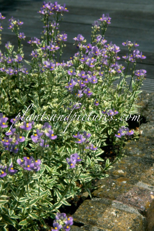 Nemesia ‘Taniths Treasure’