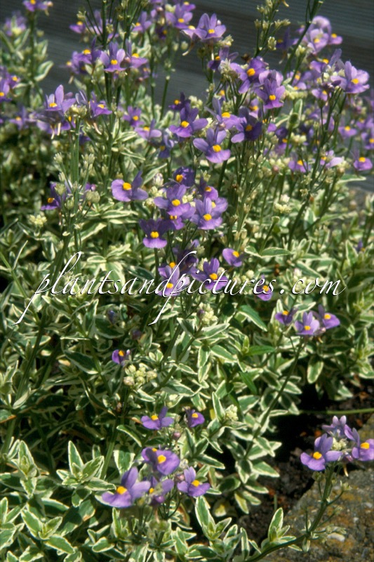 Nemesia ‘Taniths Treasure’