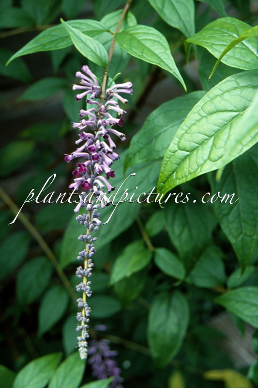 Buddleja lindleyana