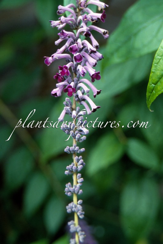 Buddleja lindleyana