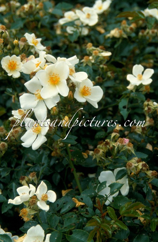 Rosa ‘Bokrarug’ (RUGBY)