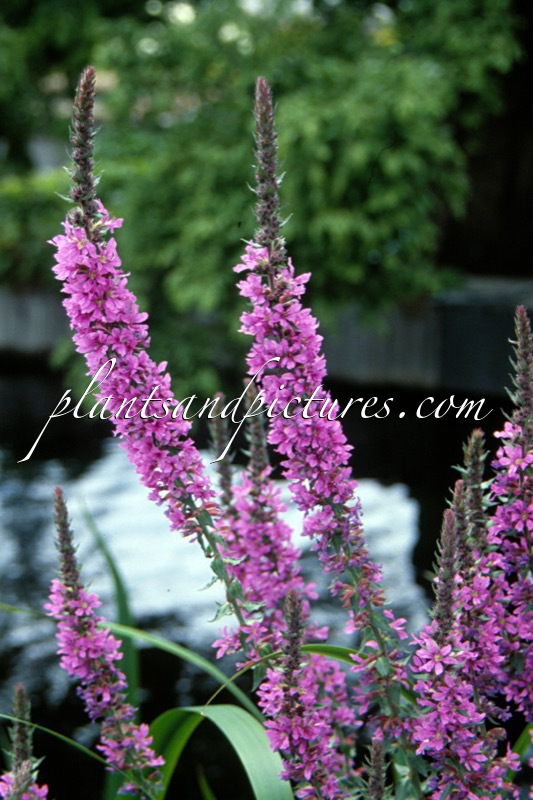 Lythrum salicaria