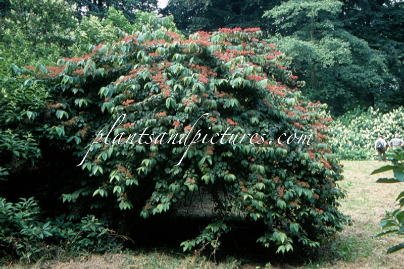 Viburnum plicatum f. tomentosum