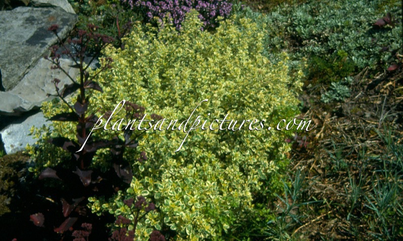 Origanum vulgare ‘County Cream’