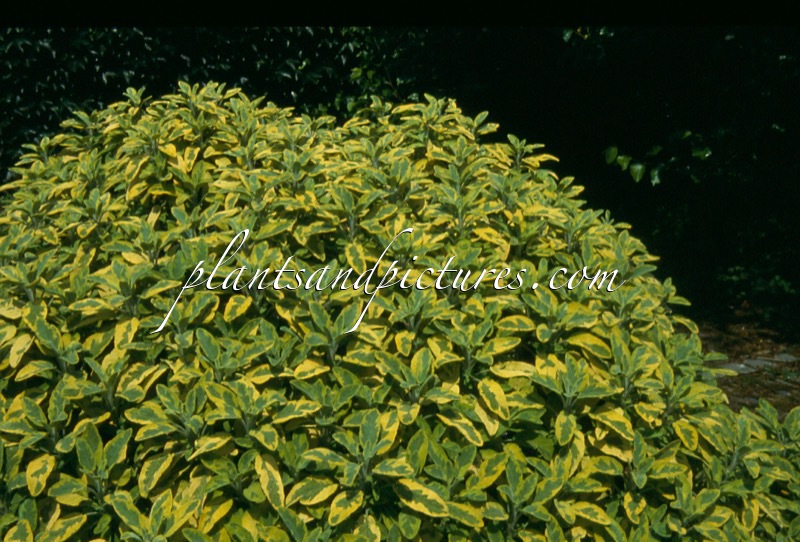 Salvia officinalis ‘Icterina’