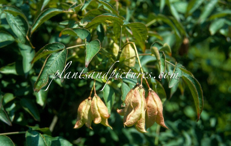 Staphylea elegans ‘Coulombieri’