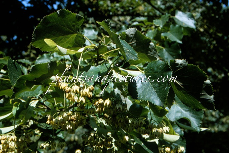 Tilia ‘Harold Hillier’