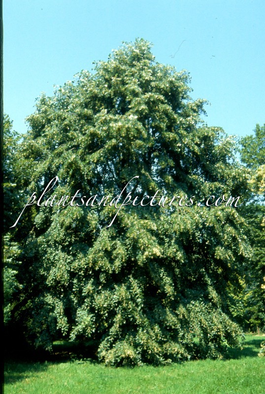 Tilia tomentosa ‘Pendula’
