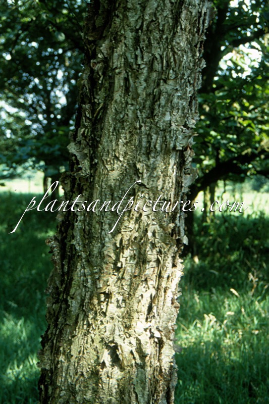 Betula davurica