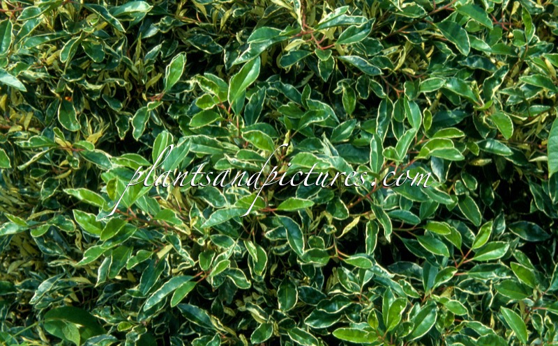 Prunus lusitanica ‘Variegata’