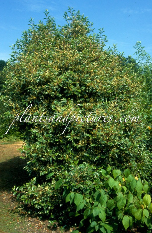 Prunus lusitanica ‘Variegata’