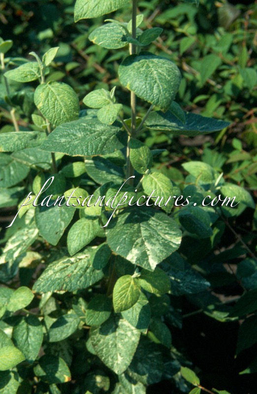 Viburnum lantana ‘Variegatum’