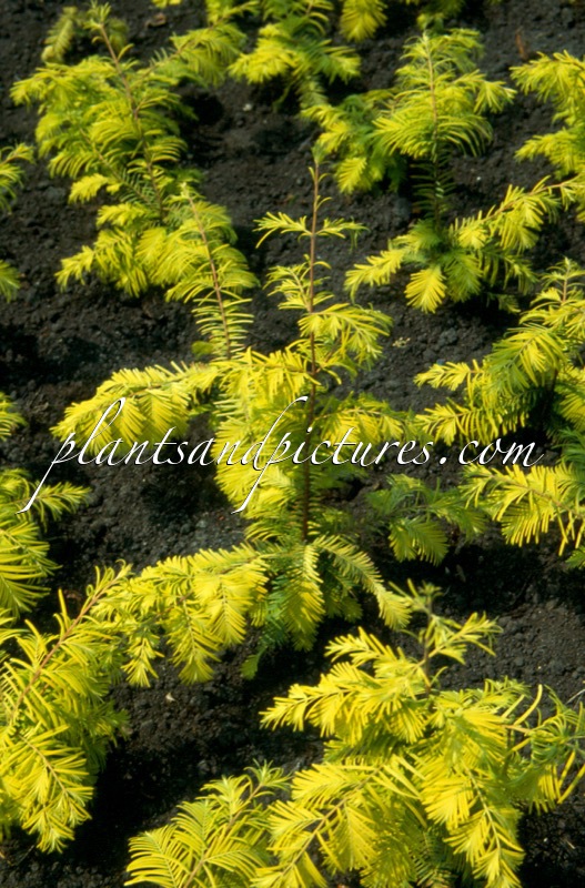 Metasequoia glyptostroboides ‘Ogon’ (GOLDRUSH)