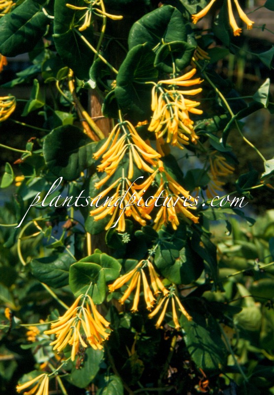 Lonicera sempervirens f. sulphurea