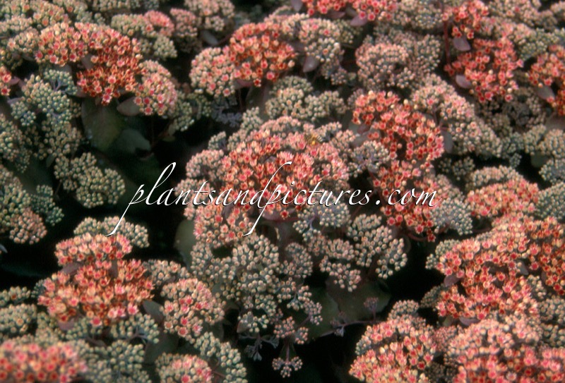 Sedum ‘Picolette’