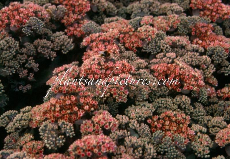 Sedum ‘Picolette’