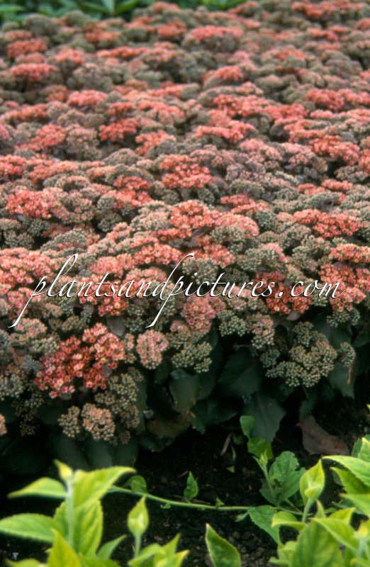 Sedum ‘Picolette’