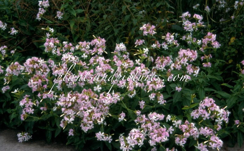 Saponaria officinalis