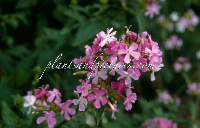 Saponaria officinalis