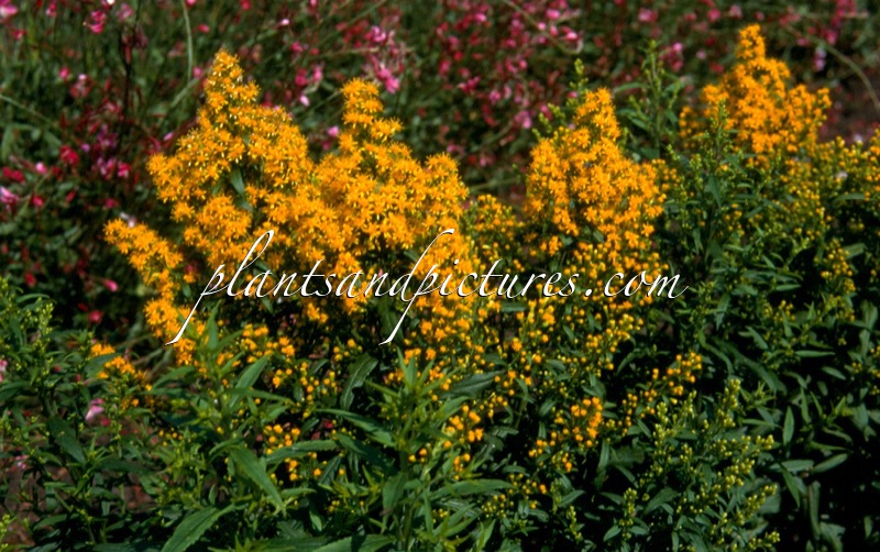 Solidago ‘Ducky’