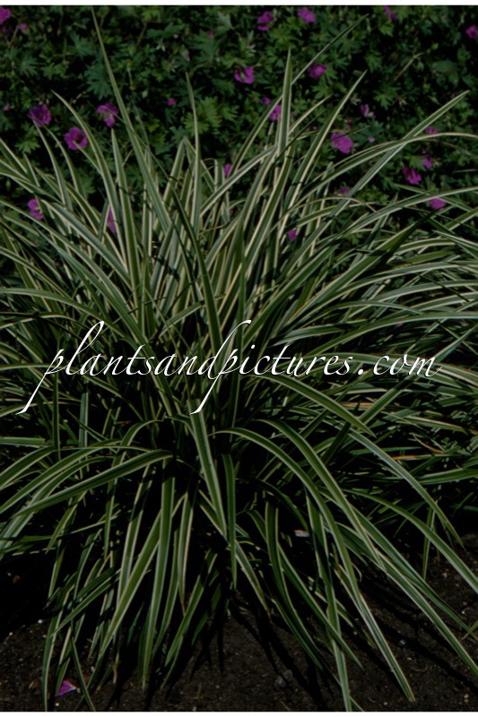 Carex morrowii ‘Ice Dance’
