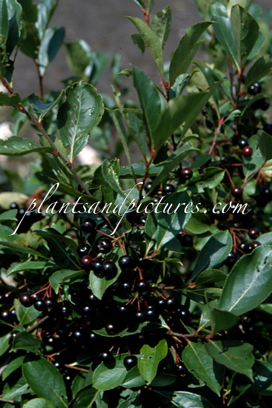Aronia melanocarpa ‘Autumn Magic’