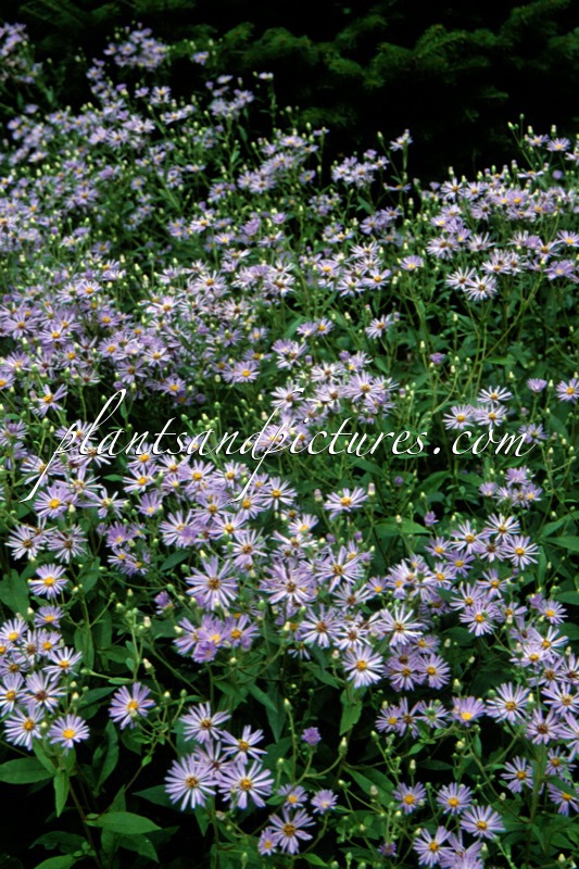 Aster macrophyllus ‘Twilight’