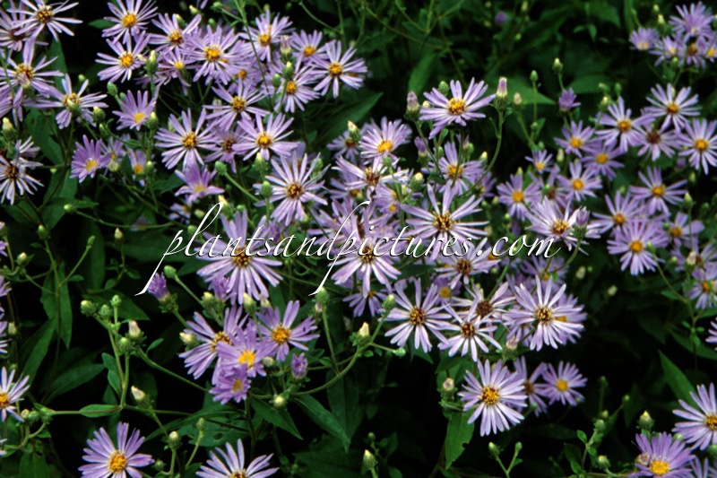 Aster macrophyllus ‘Twilight’