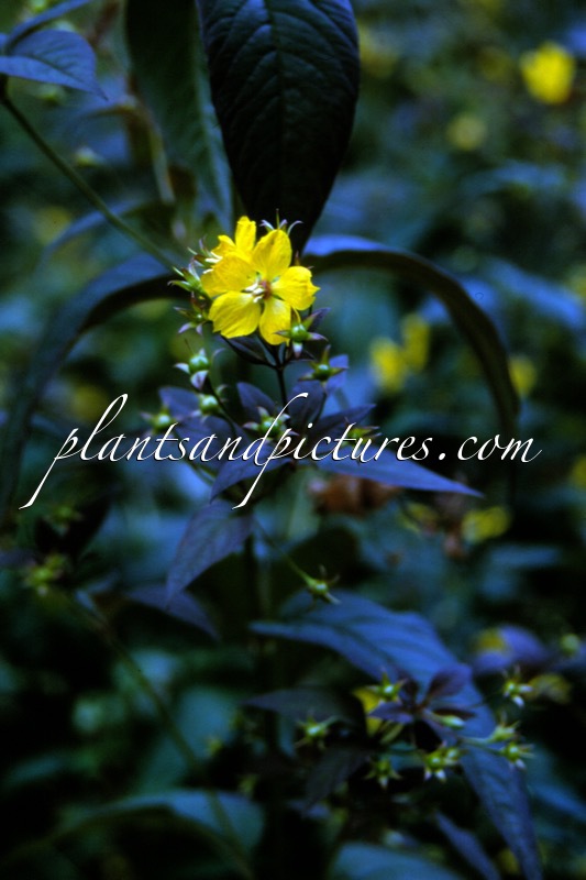 Lysimachia ciliata ‘Firecracker’
