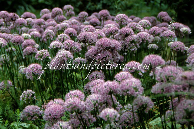 Allium senescens