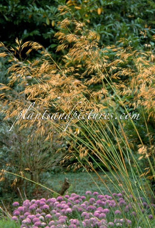 Stipa gigantea