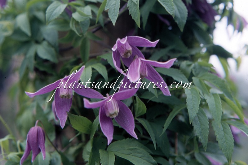 Clematis ‘Ruby’