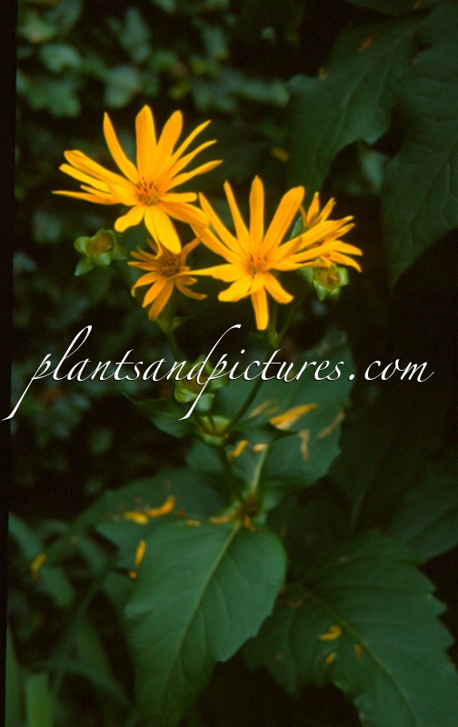 Silphium perfoliatum