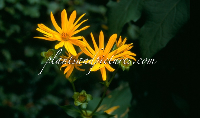 Silphium perfoliatum