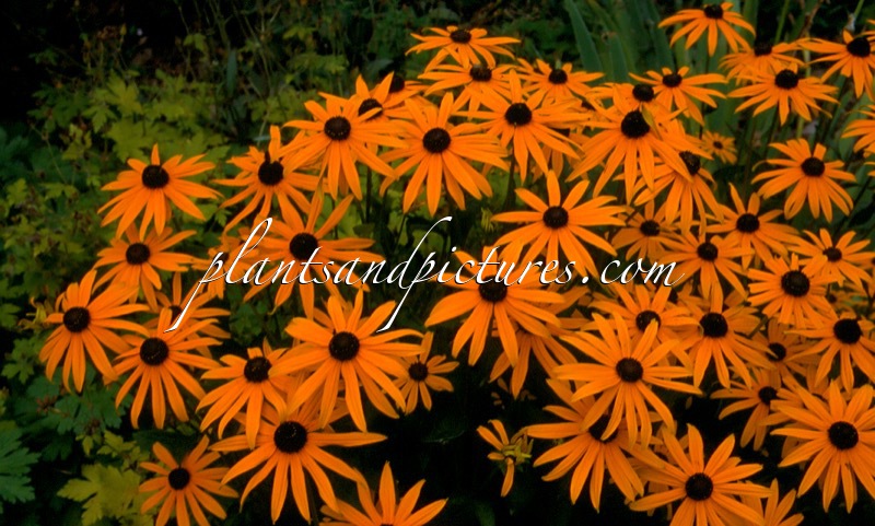 Rudbeckia fulgida ‘Pot of Gold’