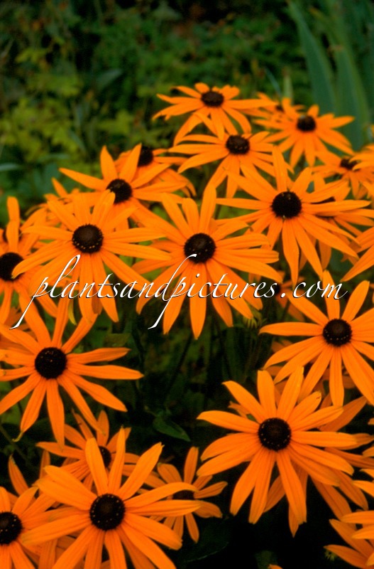 Rudbeckia fulgida ‘Pot of Gold’