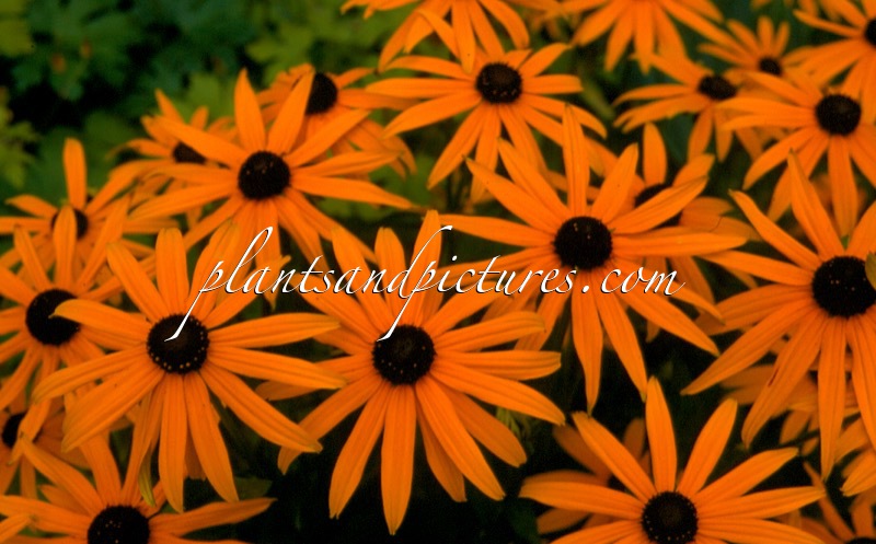 Rudbeckia fulgida ‘Pot of Gold’