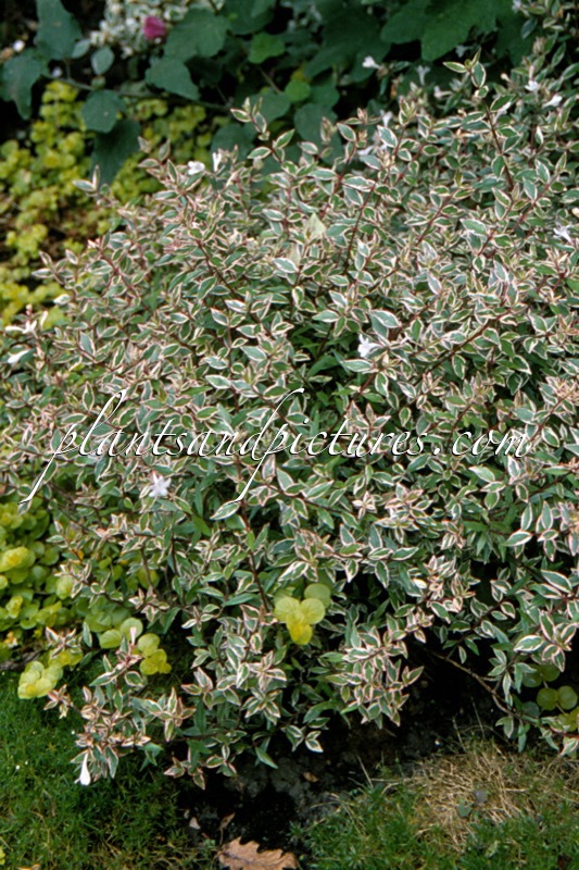 Abelia grandiflora ‘Conti’ (CONFETTI)