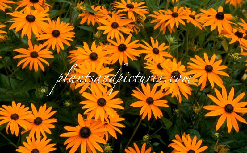 Rudbeckia fulgida ‘Goldsturm’