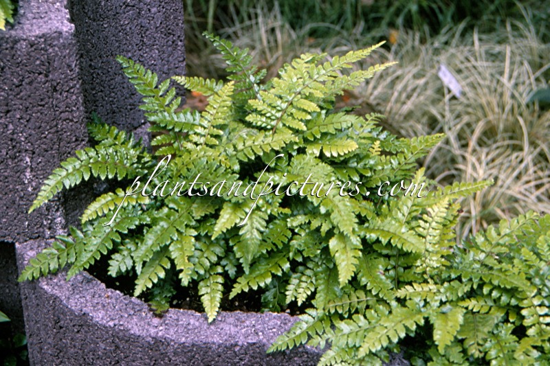 Polystichum polyblepharum