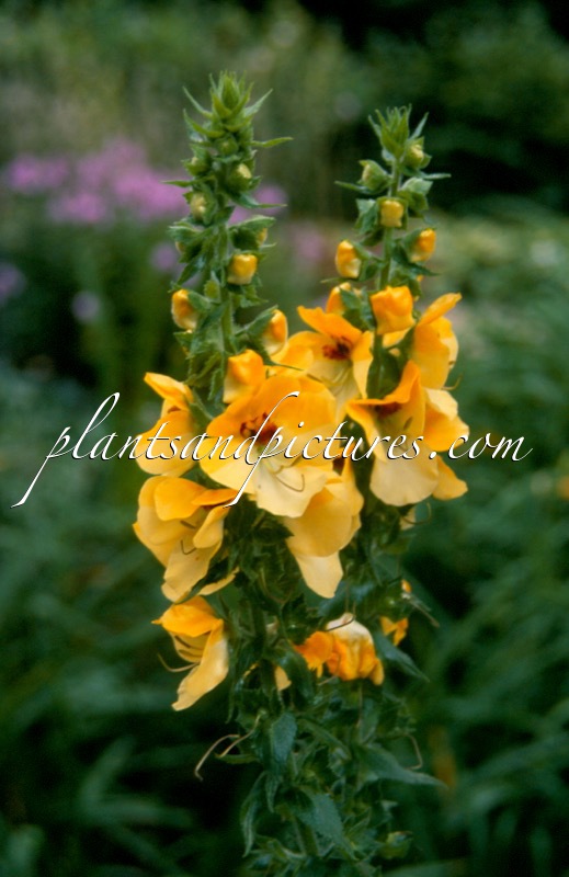 Verbascum ‘Buttercup’