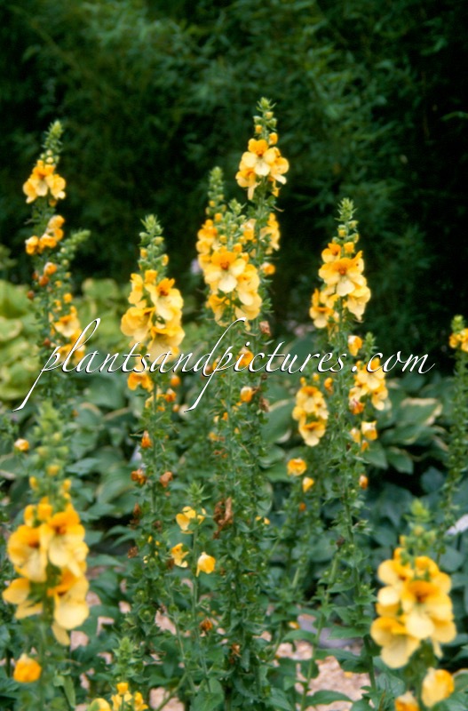 Verbascum ‘Buttercup’