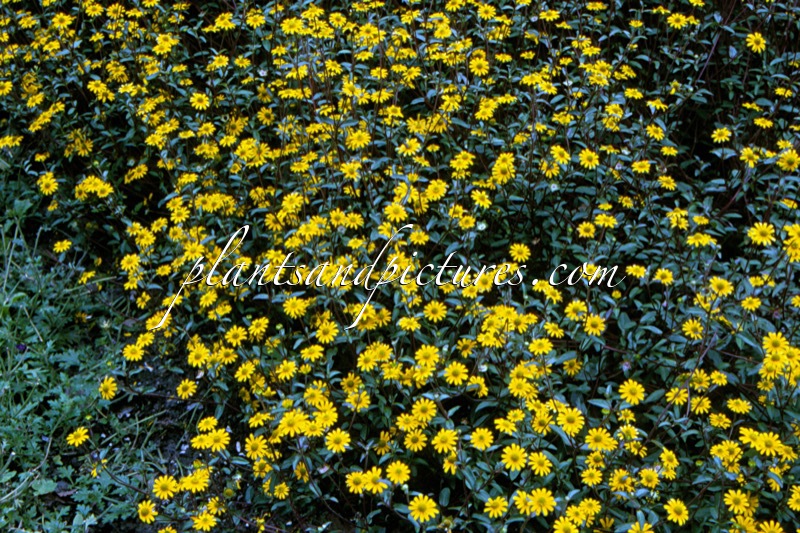 Sanvitalia speciosa ‘Cuzco’