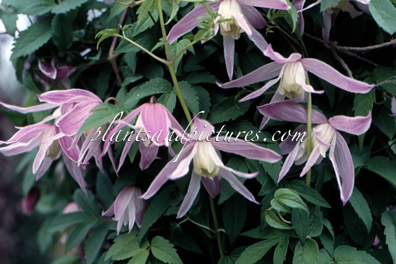 Clematis ‘Rosy O’Grady’