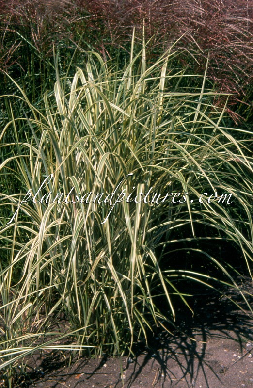Miscanthus sinensis ‘Variegatus’