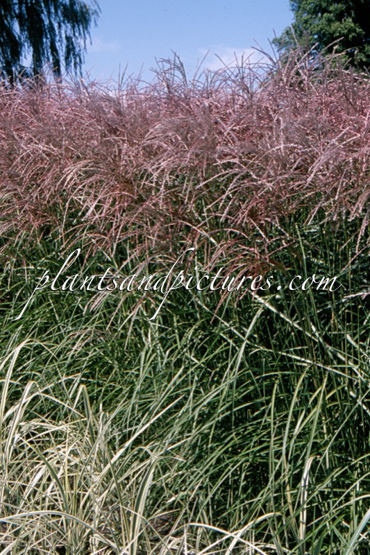 Miscanthus sinensis ‘Flamingo’