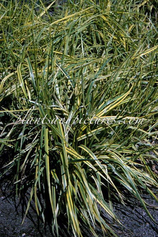 Alopecurus pratensis ‘Aureovariegatus’