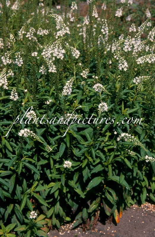 Lysimachia barystachys