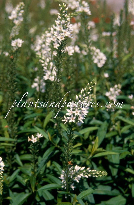 Lysimachia barystachys