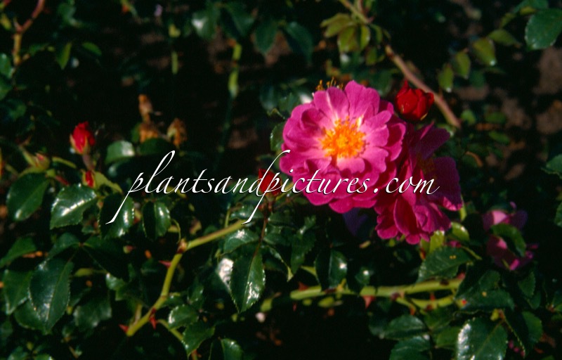 Rosa ‘Meibonrib’ (MAGIC MEIDILAND)